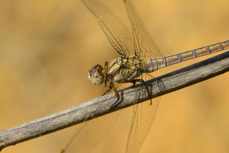 a very large insect on a stick outside