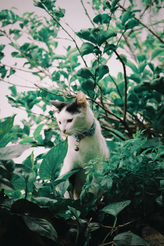 a cat on top of a nch near some green plants