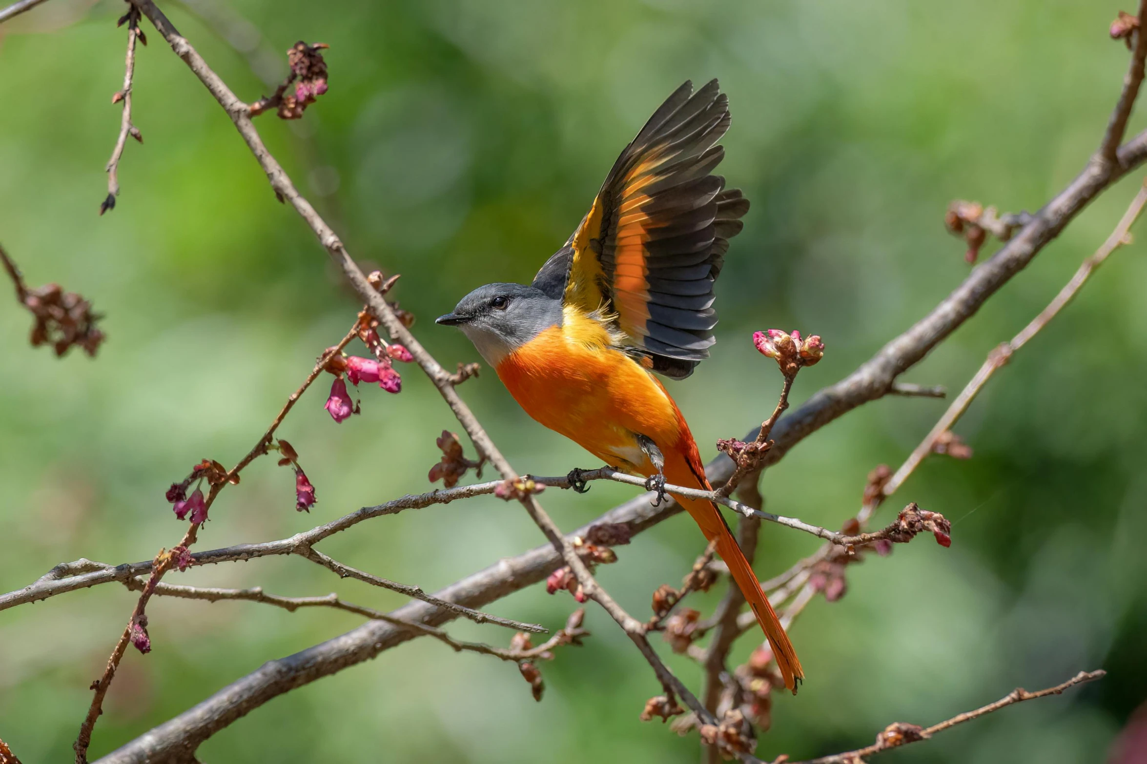 a bird flying away from its perch on a tree nch