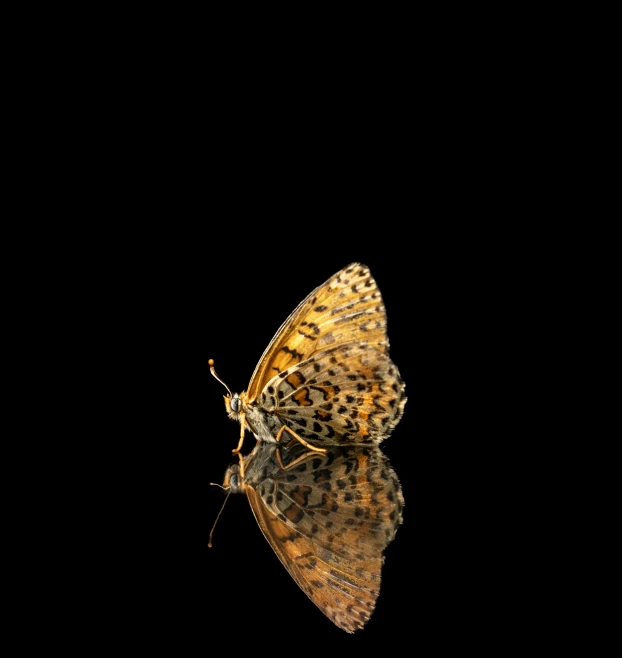 a yellow erfly standing on top of a black surface