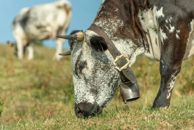 a brown and white cow grazing on a field