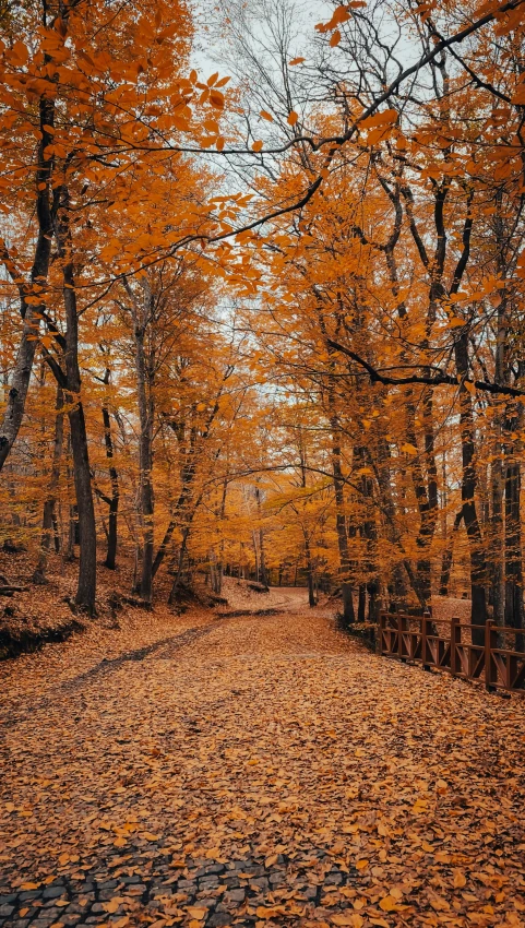 a large leaf covered street that is lined with trees