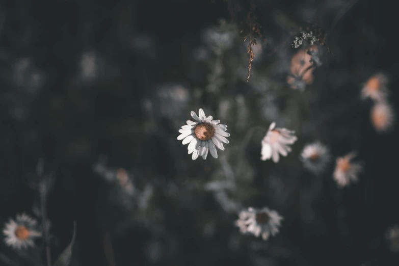 a bunch of white flowers that are next to each other