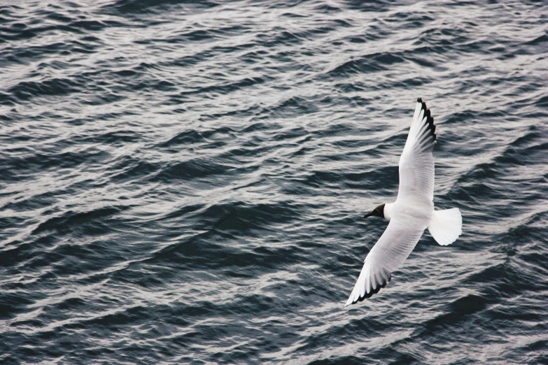 a seagull soaring over a body of water