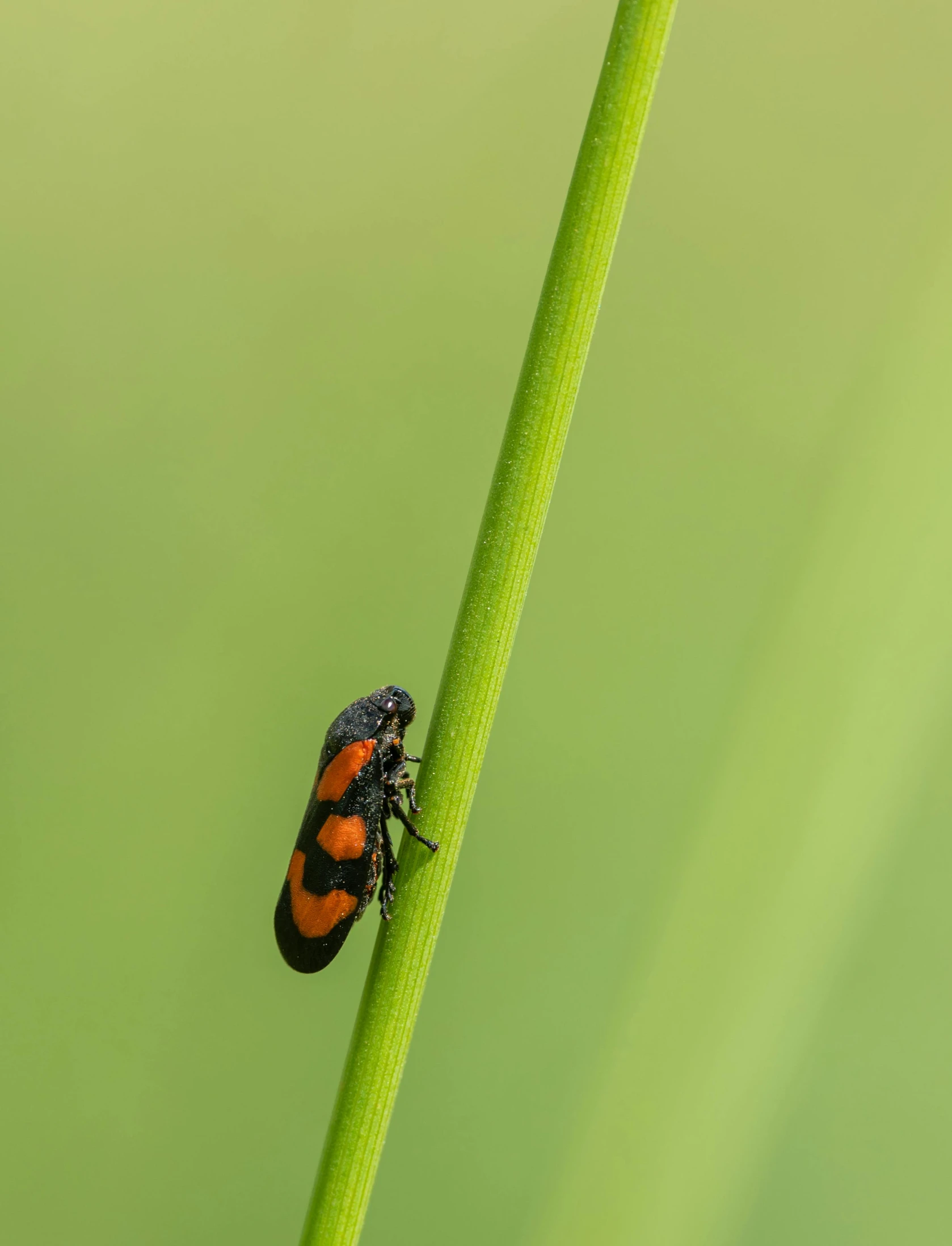 a bug sitting on top of a green plant stem