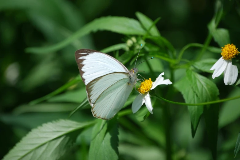 a large white erfly sitting on a flower