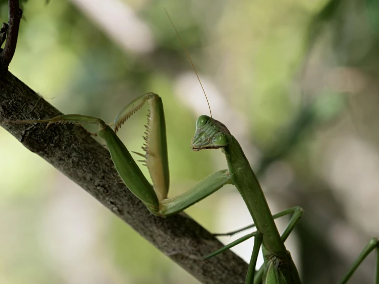 an image of a mantissa sitting on the nch