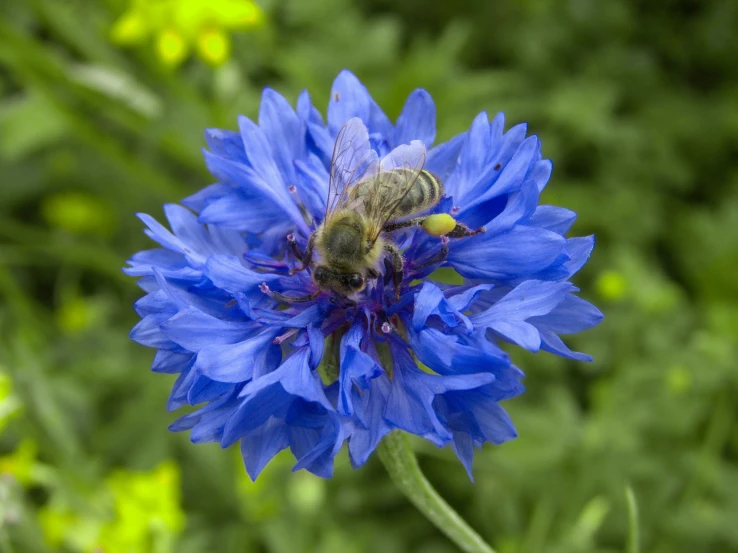 a blue flower with a bee sitting on top of it