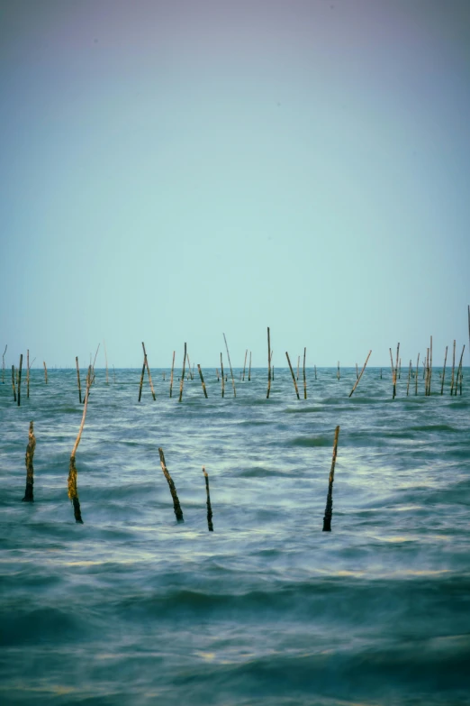 a vast amount of sticks and poles in the water