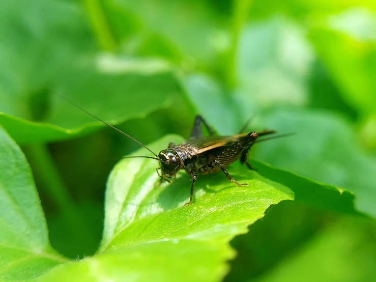 a close - up po of a small insect on a leaf