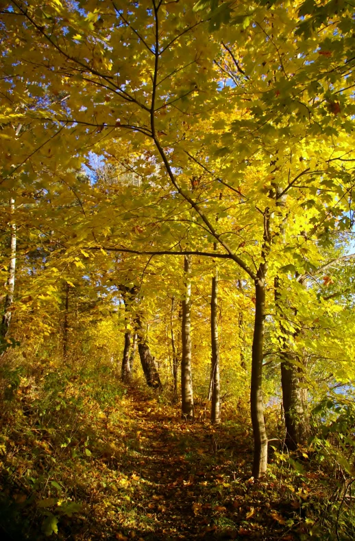 a trail is surrounded by autumn foliage