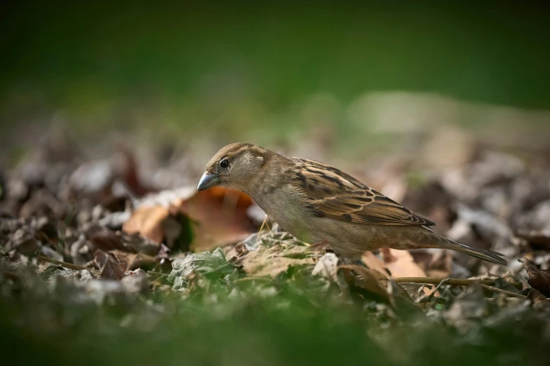 a bird sitting on the ground in a forest