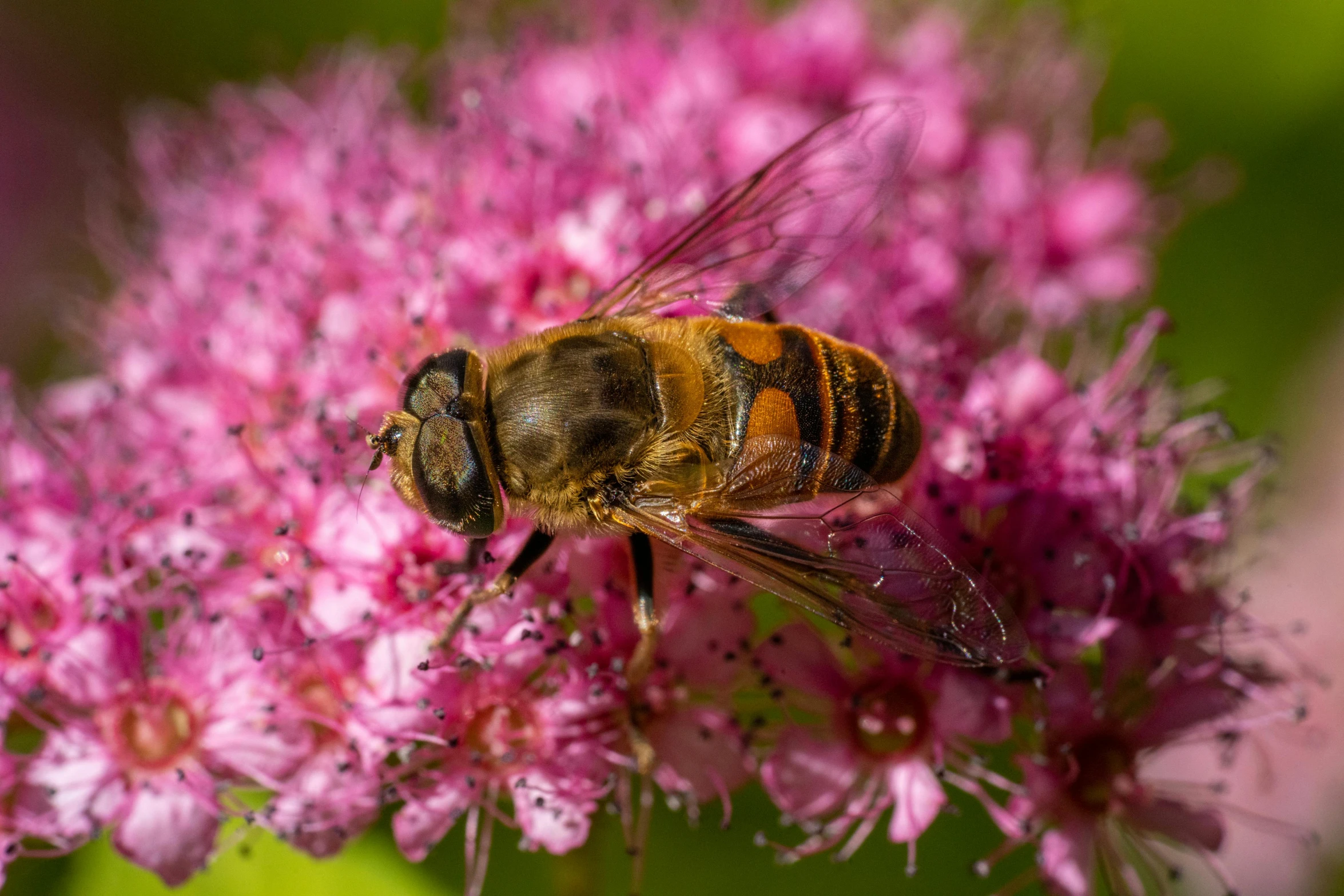 a bee on top of pink flowers in the daytime