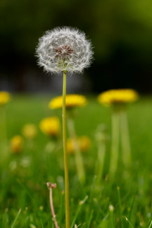 a dandelion in a green grass field with many yellow and white flowers