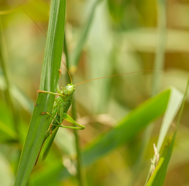 a green grasshopper is on the stem of some sort