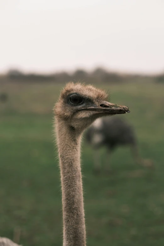 an ostrich standing outside in a green field