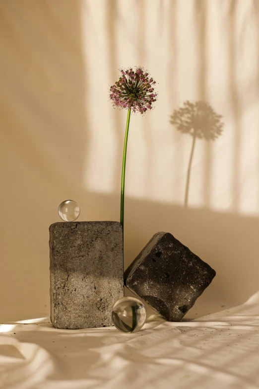 a lone plant in a stone block, next to a shadow of the wall