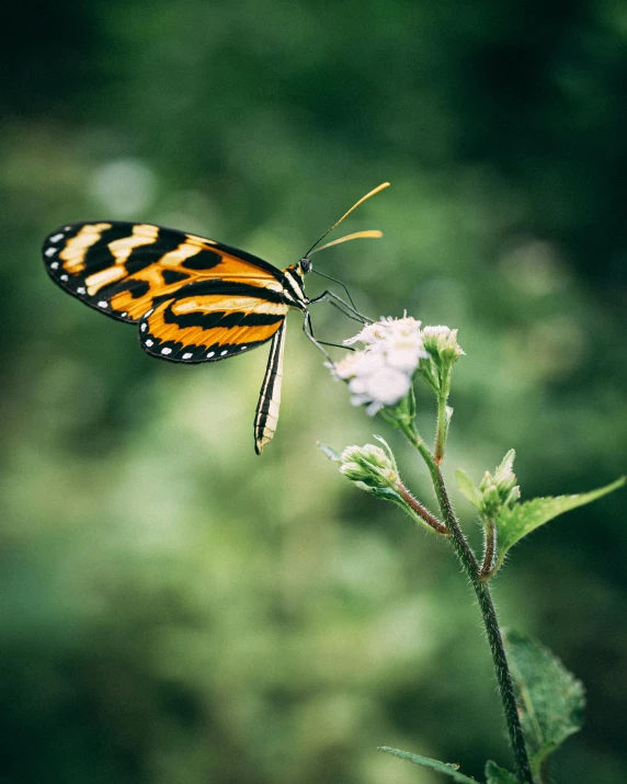 a yellow and black erfly on a flower