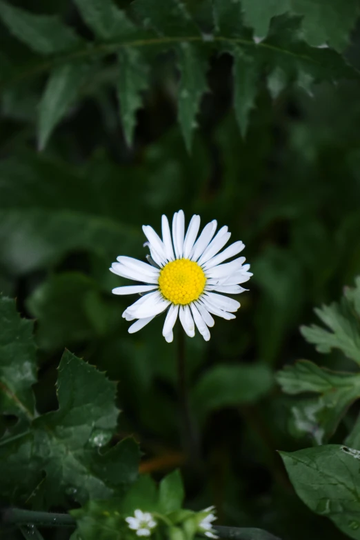 a yellow and white flower growing on the bush