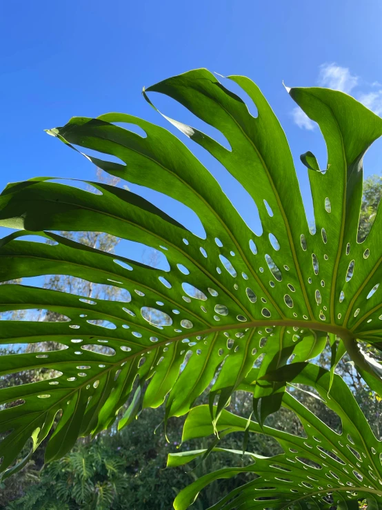 this is a large green leaf with water drops