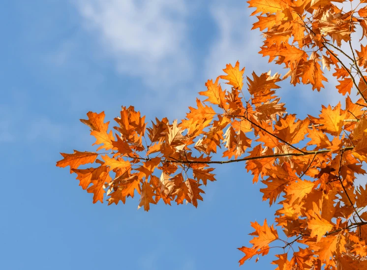 an image of a beautiful tree with yellow leaves