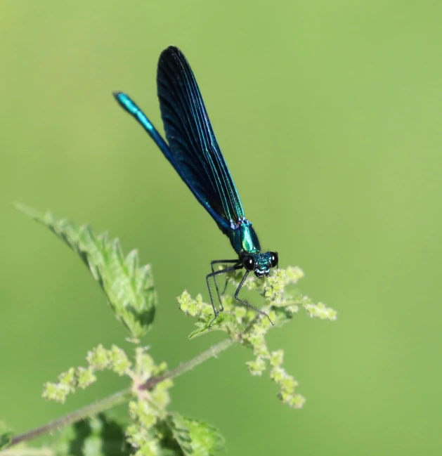 a black and blue dragonfly rests on a thin twig