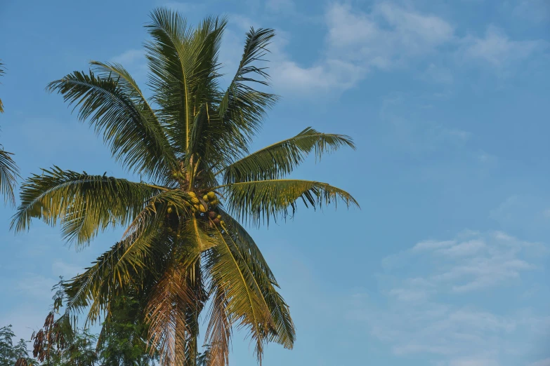 a palm tree is reaching up at the sky