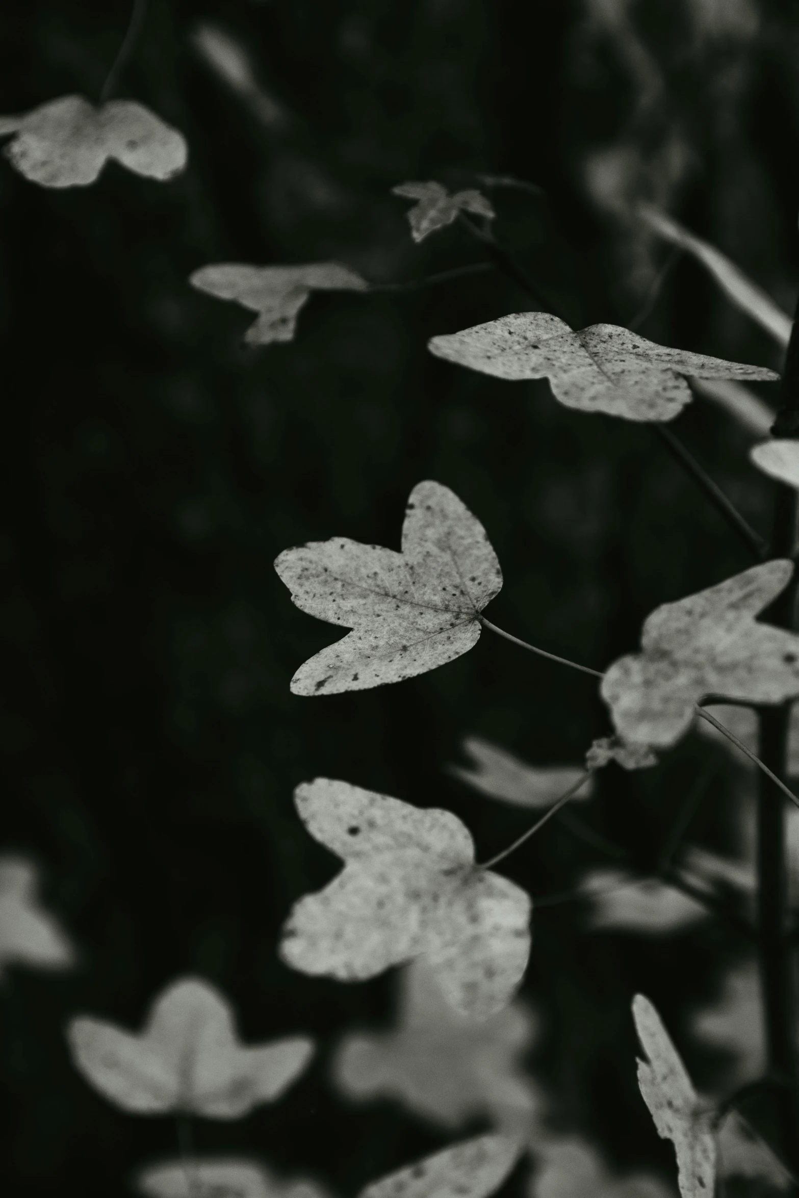 a bush of leaves with dew droplets falling on them