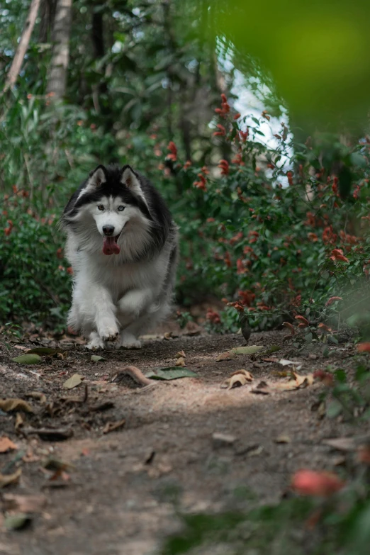 a black and white dog walks through a wooded area