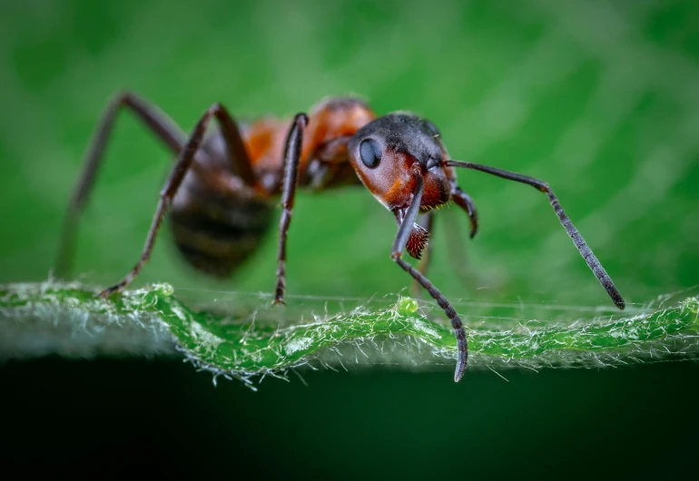 a close up po of a brown and black insect on a leaf