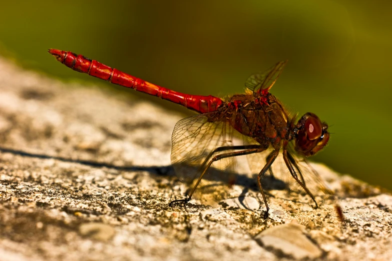 a red dragonfly resting on a piece of rock