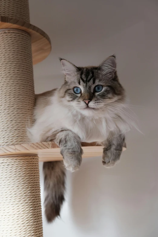 a cat sitting on top of a scratching post