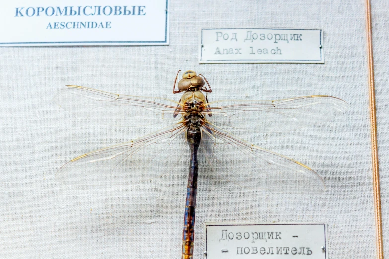 the insect is on display outside of the museum