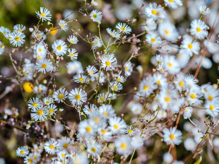 white daisies grow out of a field full of grass