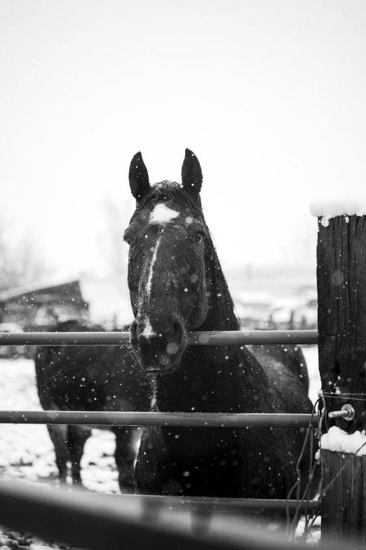 a horse in its stable is behind a wire fence