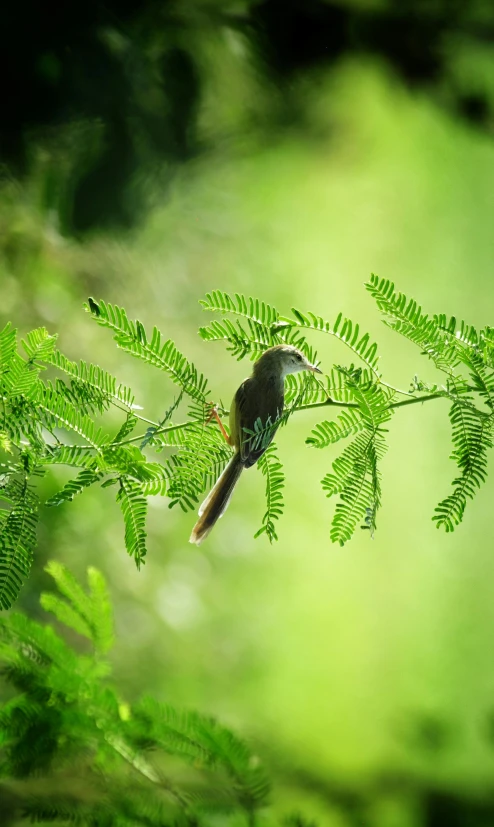 the bird sits on top of a small nch