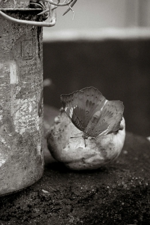 two fruit inside of a jar with an empty cap