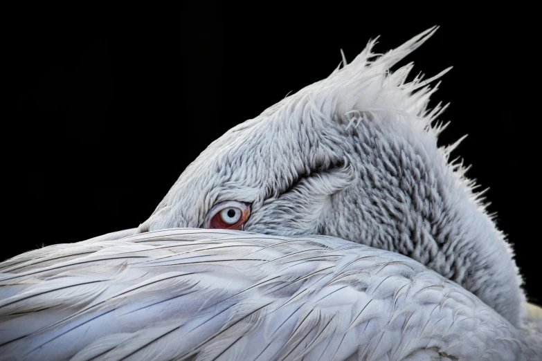 the head and face of an adult great white pelican