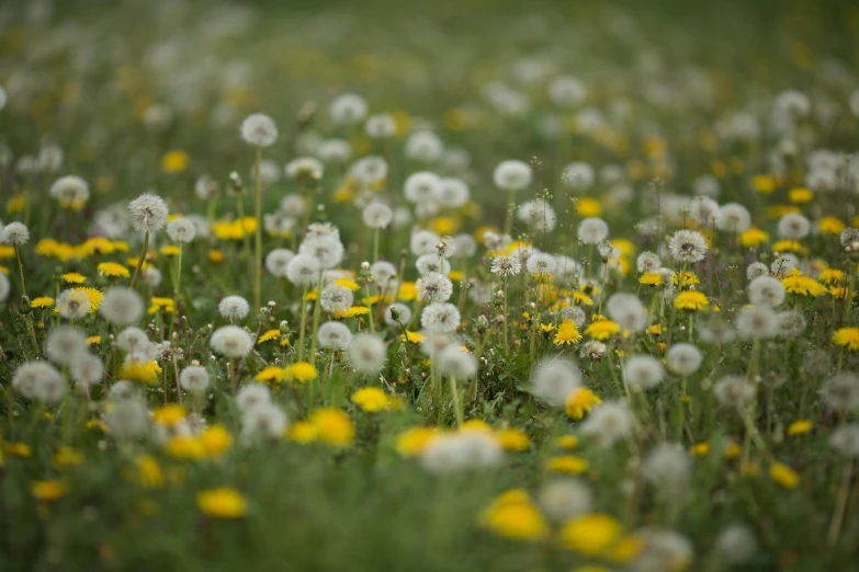 many dandelions growing on the grass, in a field