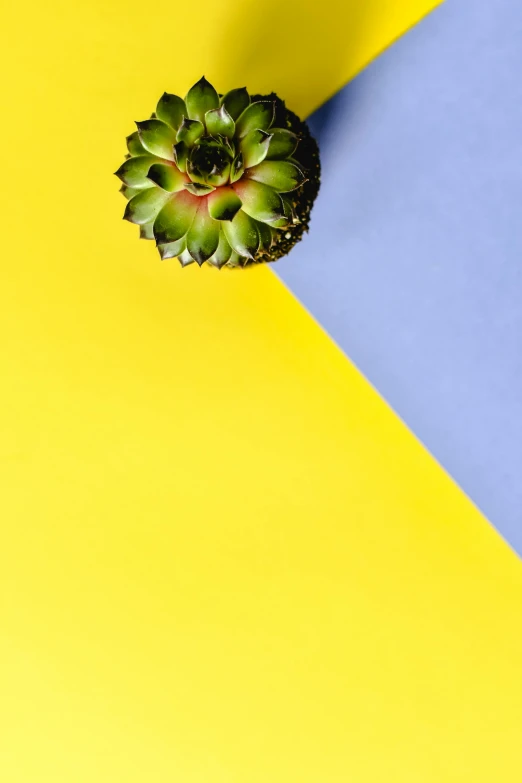 an unusual plant is placed on top of a bright yellow and blue background