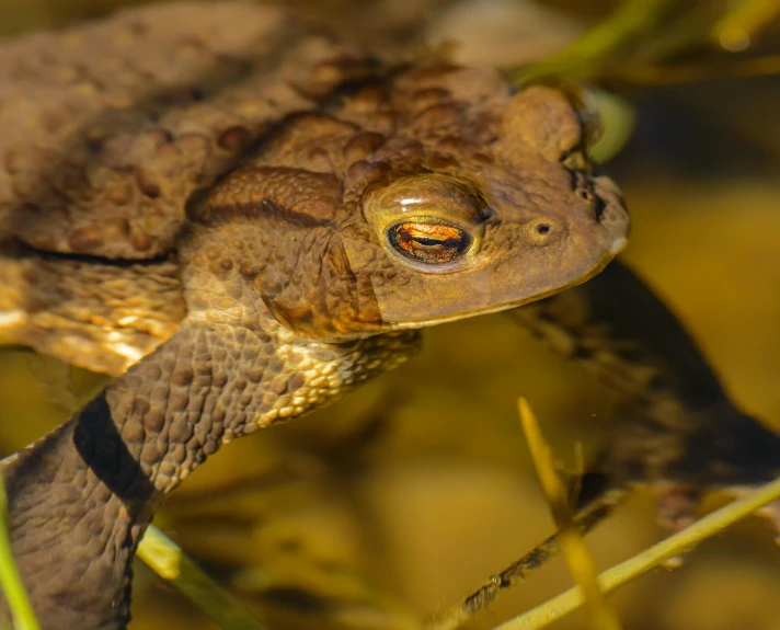 a brown and black frog with a red eye