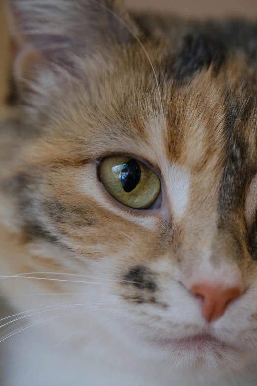 a cat with green eyes looking at the camera