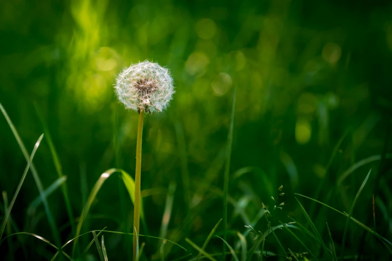 the dandelion is on the green field