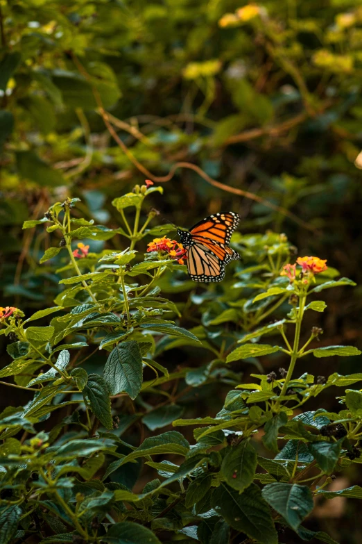 a erfly sitting on top of a green plant