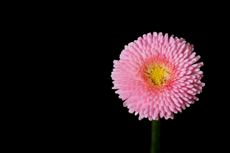 an image of a single pink flower