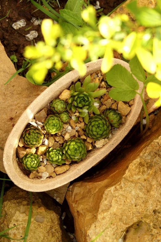 some plants in a wooden bowl that is sitting on a rock