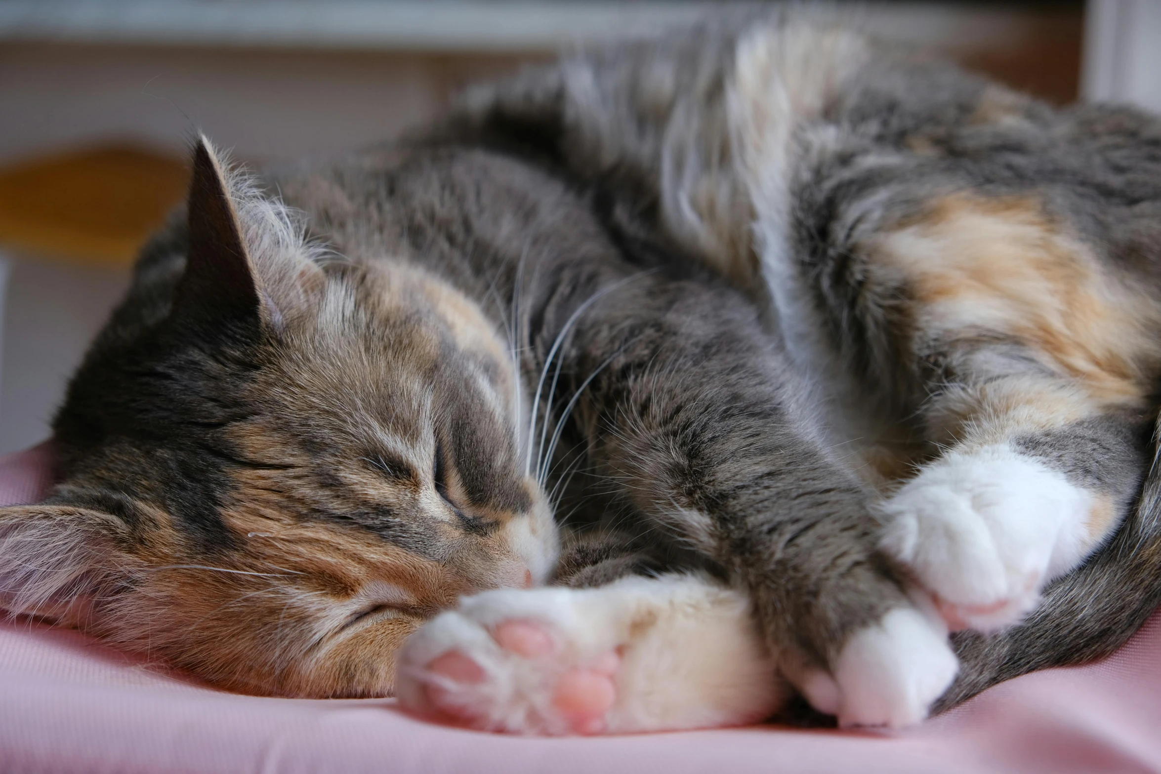 a cat with brown and gray fur sleeping on a bed