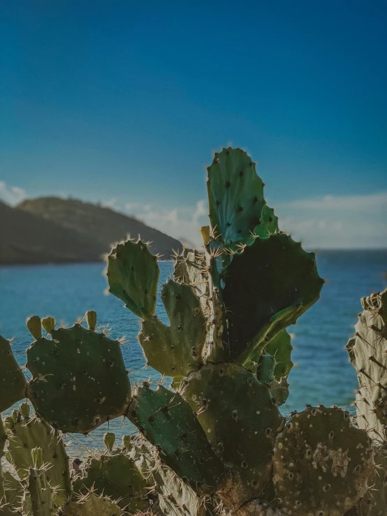 a cactus plant with ocean and sky in background