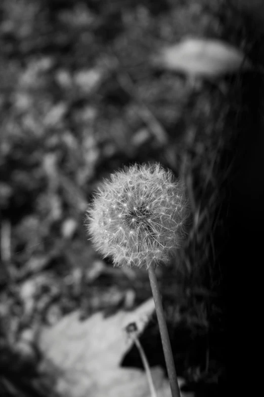 a plant blowing seeds while sitting outside