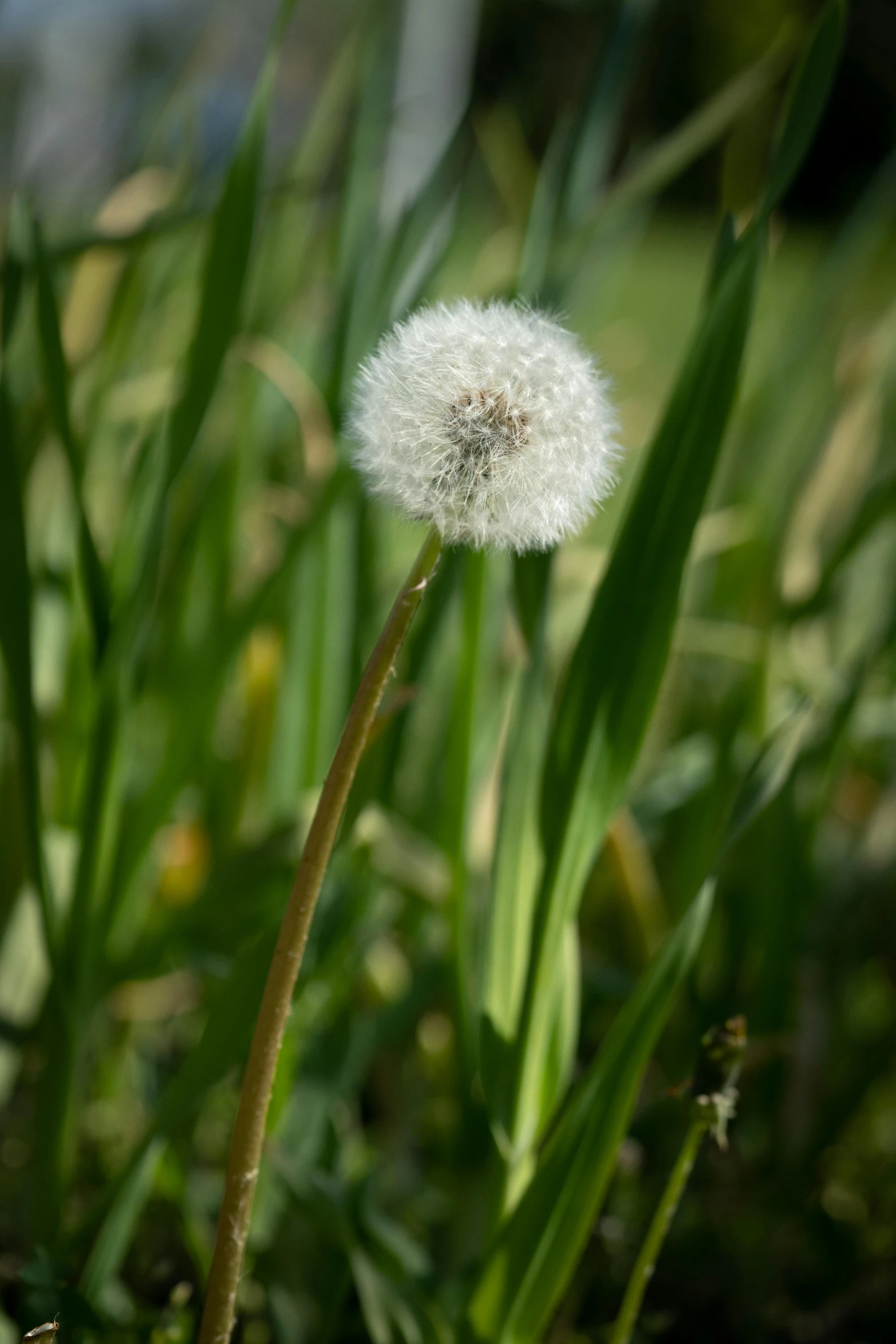 a dandelion sitting on the top of green grass